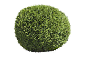 Image showing Topiary bush 