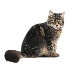 Image showing Sitting cat