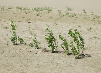 Image showing Plants in the sand