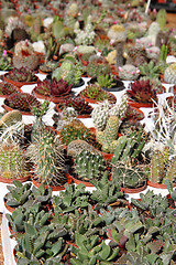 Image showing cactuses collection 