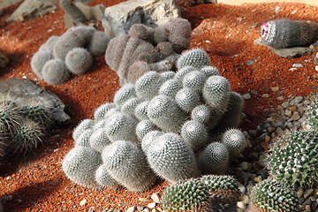 Image showing cactuses collection 