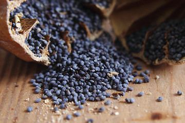 Image showing blue poppy seeds 