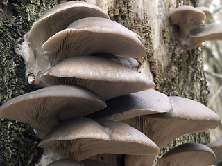 Image showing Oyster mushrooms