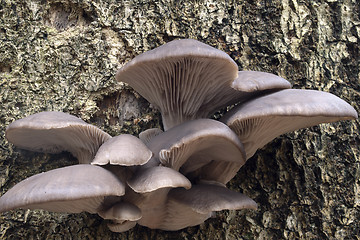 Image showing Oyster mushrooms on a tree trunk