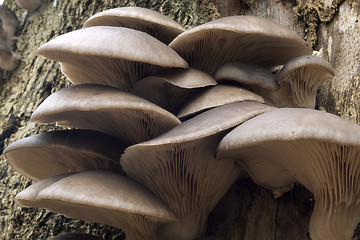 Image showing Oyster mushrooms in a bundle