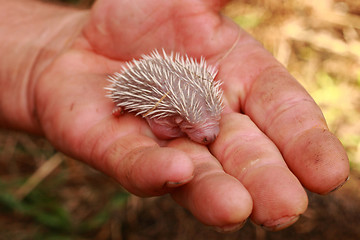 Image showing small hedgehog (newborn)
