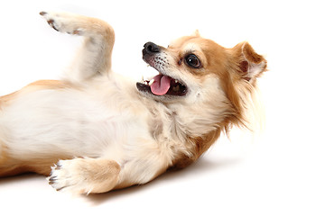 Image showing sweet chihuahua 