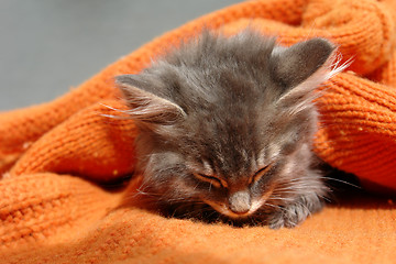 Image showing the kitten