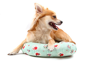 Image showing sweet chihuahua 