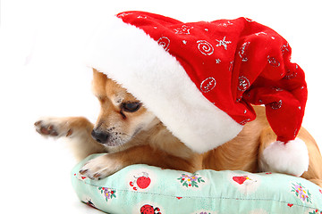 Image showing sweet chihuahua in christmas cap