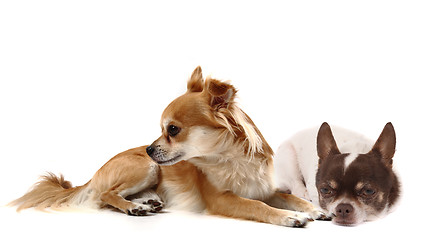 Image showing small chihuahuas isolated