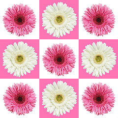Image showing pink and white gerberas