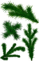 Image showing set of Christmas green fir-tree branches