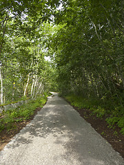 Image showing Forest road