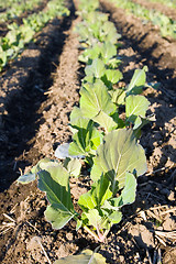 Image showing Rows of Cabbage