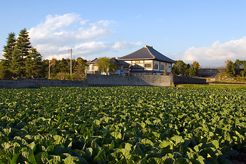 Image showing Cabbage Patch