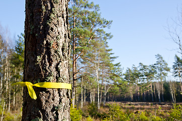 Image showing Selected pine tree