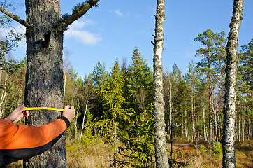 Image showing Measuring a tree trunk