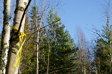 Image showing Chosen birch tree