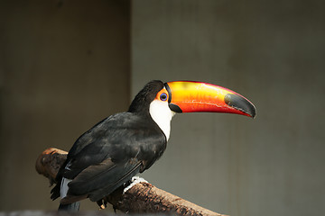 Image showing Tuco Toucan
