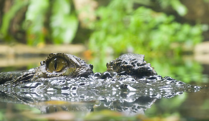 Image showing Crocodile

