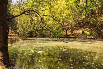 Image showing The green pond