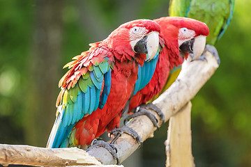 Image showing Red and Blue macaw
