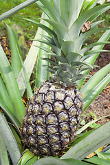 Image showing Pineapple plant

