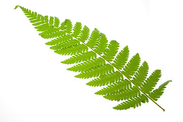 Image showing Fern leaf

