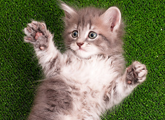 Image showing Cute gray kitten