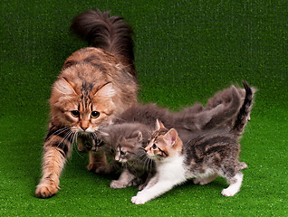 Image showing Cat and kitten