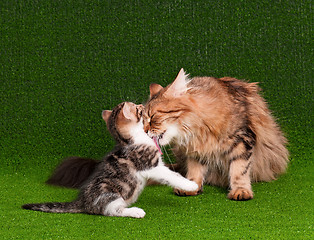 Image showing Cat and kitten