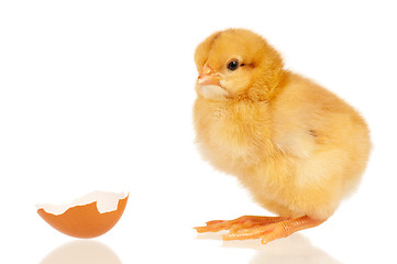 Image showing Little chicken