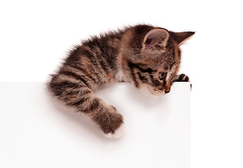 Image showing Cute kitten