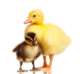 Image showing Domestic duckling and gosling