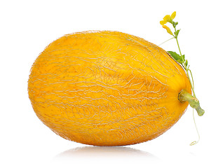 Image showing Cantaloupe melon