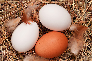 Image showing Eggs in nest