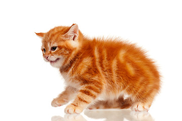 Image showing Red kitten