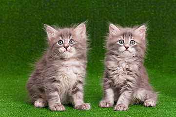 Image showing Cute gray kittens