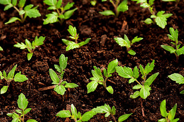 Image showing Green seedling