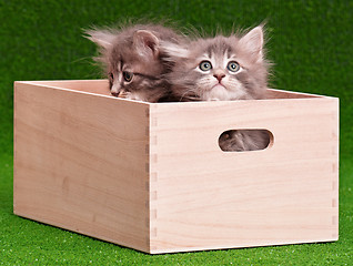 Image showing Cute gray kittens