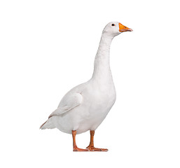 Image showing Domestic goose