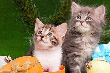 Image showing Cute kittens
