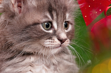 Image showing Cute gray kitten