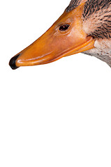 Image showing Domestic duck