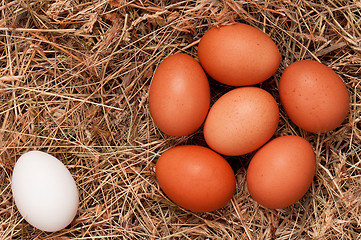 Image showing Eggs in nest