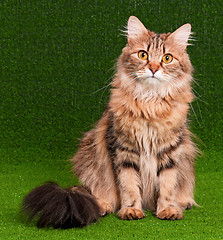 Image showing Beautiful cat