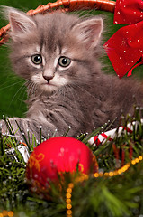 Image showing Cute gray kitten