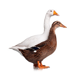 Image showing Duck and goose