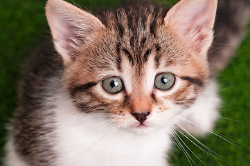 Image showing Cute kitten